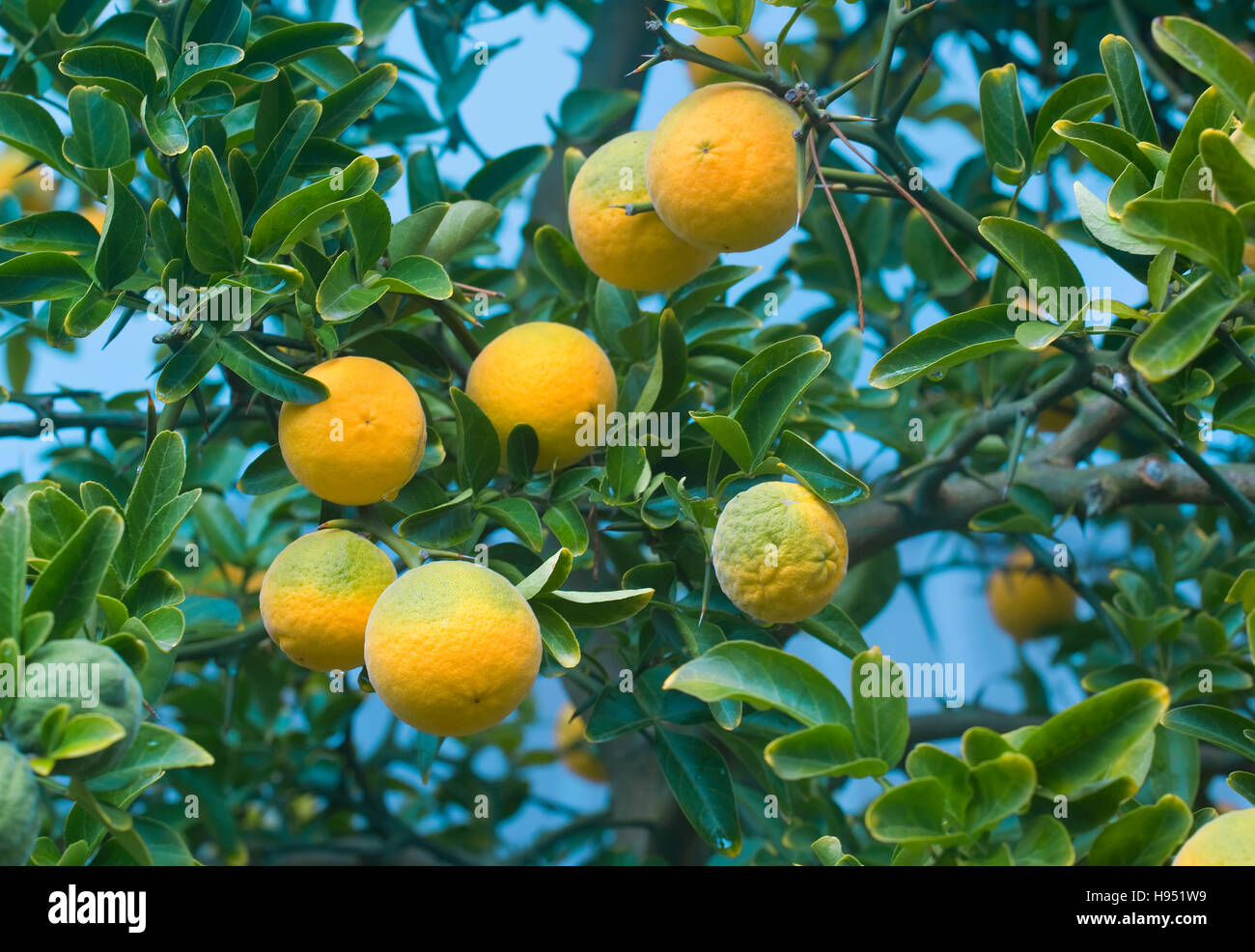 Poncirus Trifoliata. Japanese Bitter Orange. Citrus Trifoliata Fruit