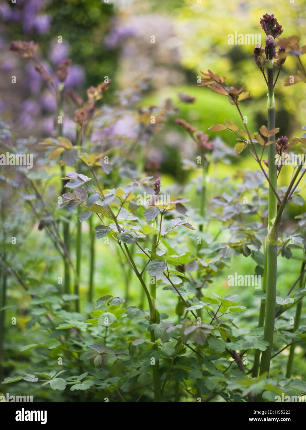 Thalictrum rochebrunianum (Meadow rue), May, UK Stock Photo