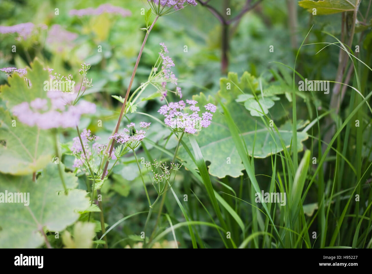 Chaerophyllum hirsutum 'Roseum' (Umbellifer), May, UK Stock Photo
