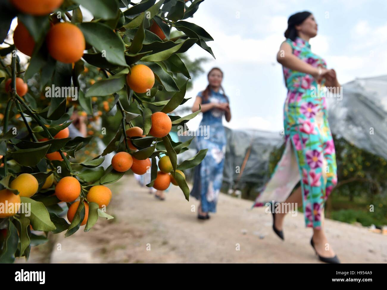 Rongan, China's Guangxi Zhuang Automonous Region. 18th Nov, 2016. Women present cheongsam, a traditional Chinese women's dress also known as Qipao, in a kumquat garden in Rongan County, south China's Guangxi Zhuang Automonous Region, Nov. 18, 2016. Kumquat gardens in Rongan entered the harvest season. © Huang Xiaobang/Xinhua/Alamy Live News Stock Photo