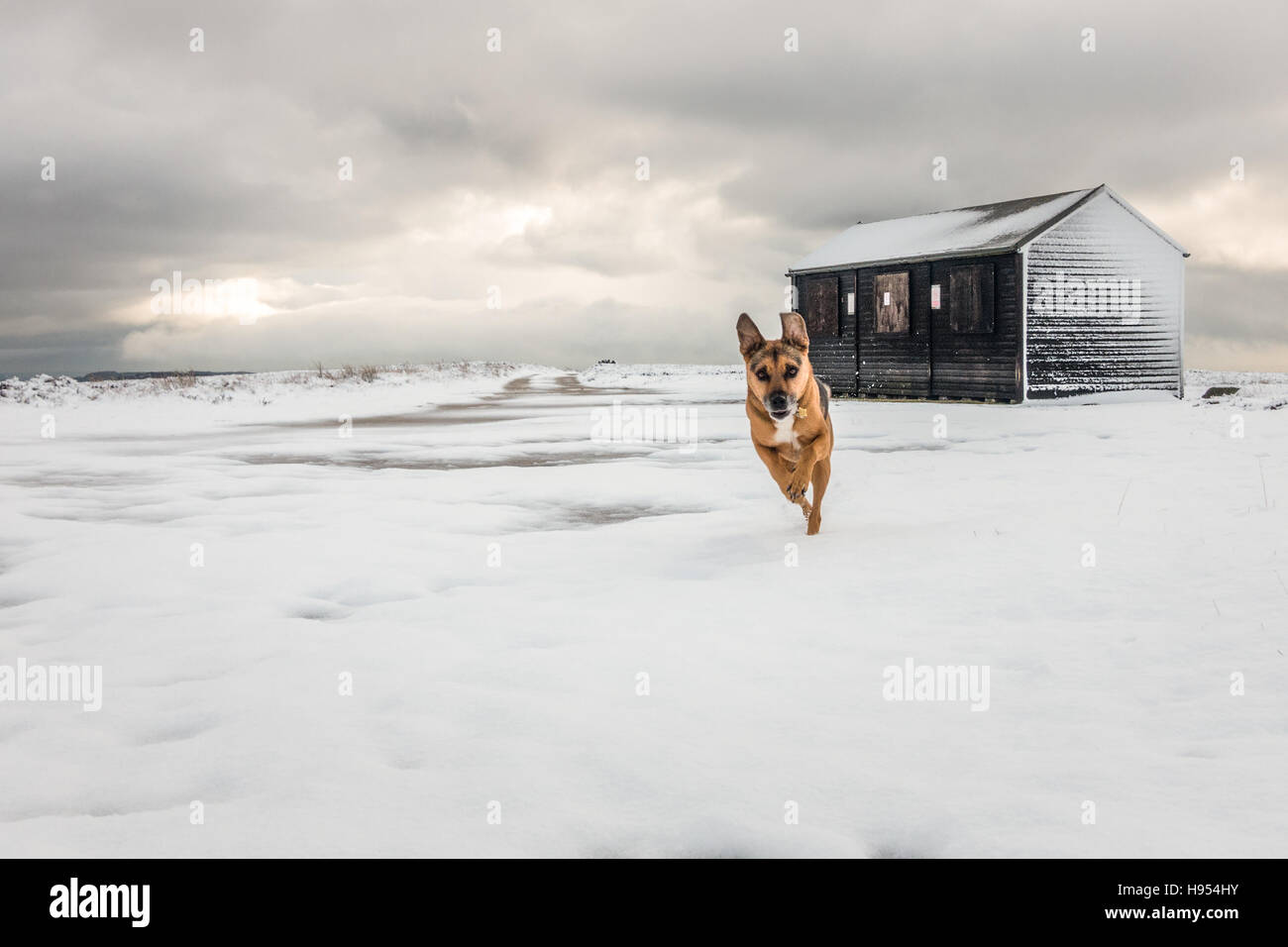 Pets: Leeds, West Yorkshire, UK. 18th November 2016. UK Weather. More snow hits the higher ground in Yorkshire countryside making a playground for dogs, Ilkley Moor, Ilkley, UK. Rebecca Cole/Alamy Live News Stock Photo
