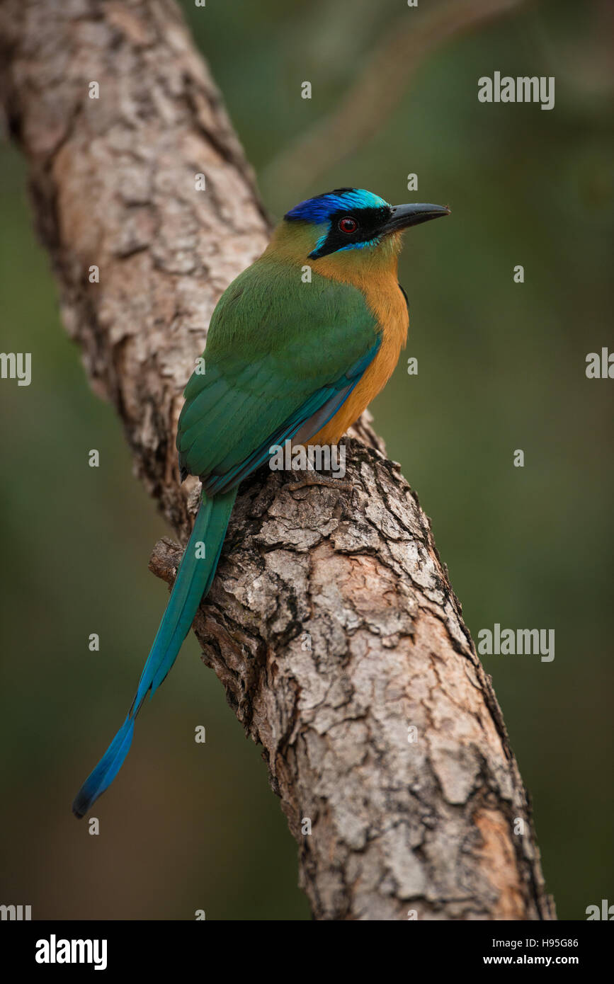 A Blue-crowned Motmot (aka Amazonian Motmot) from Central Brazil. Stock Photo