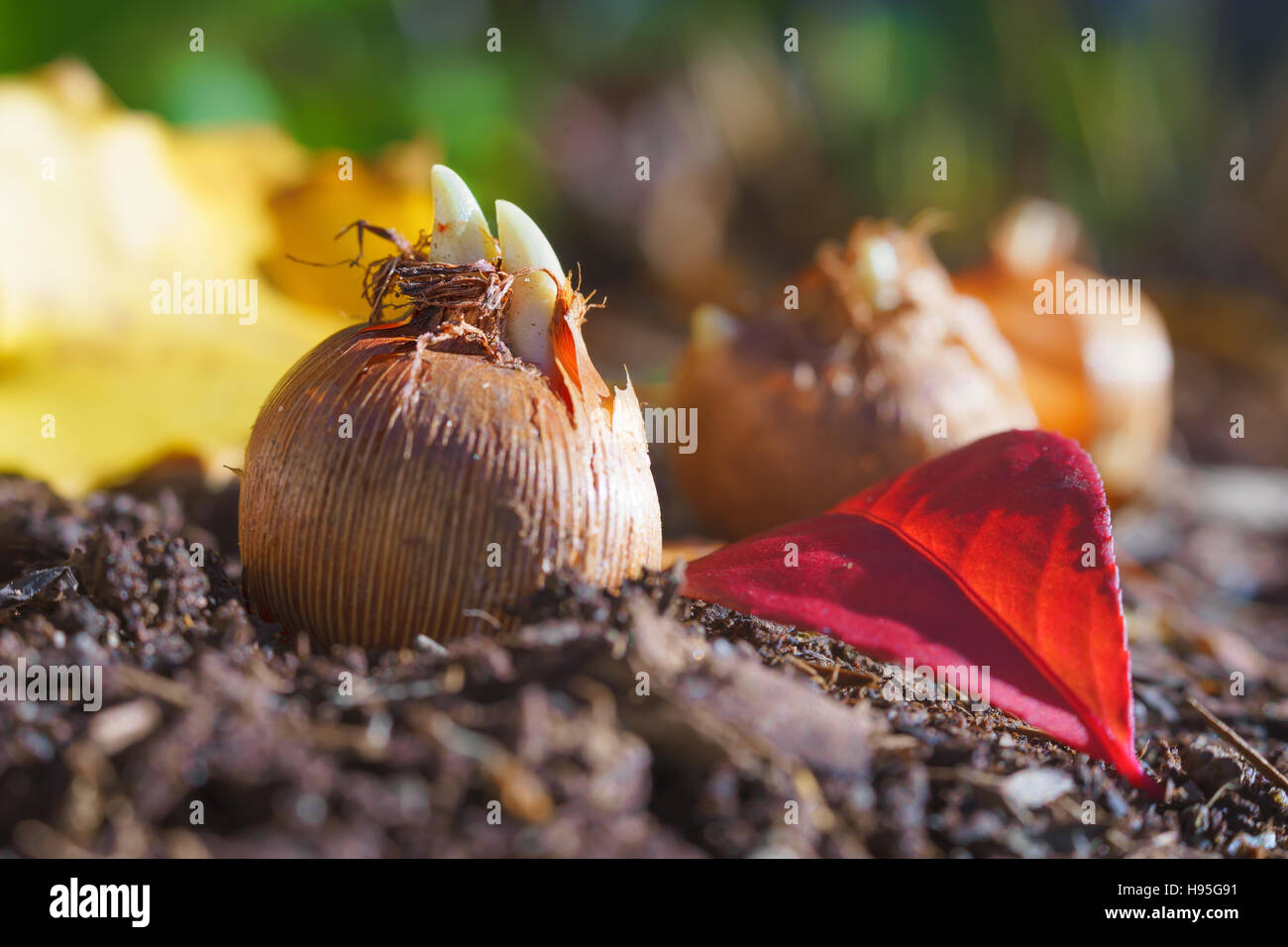 Crocus bulbs ready to plant in the fall garden. Photographed with a specialty lens to obtain