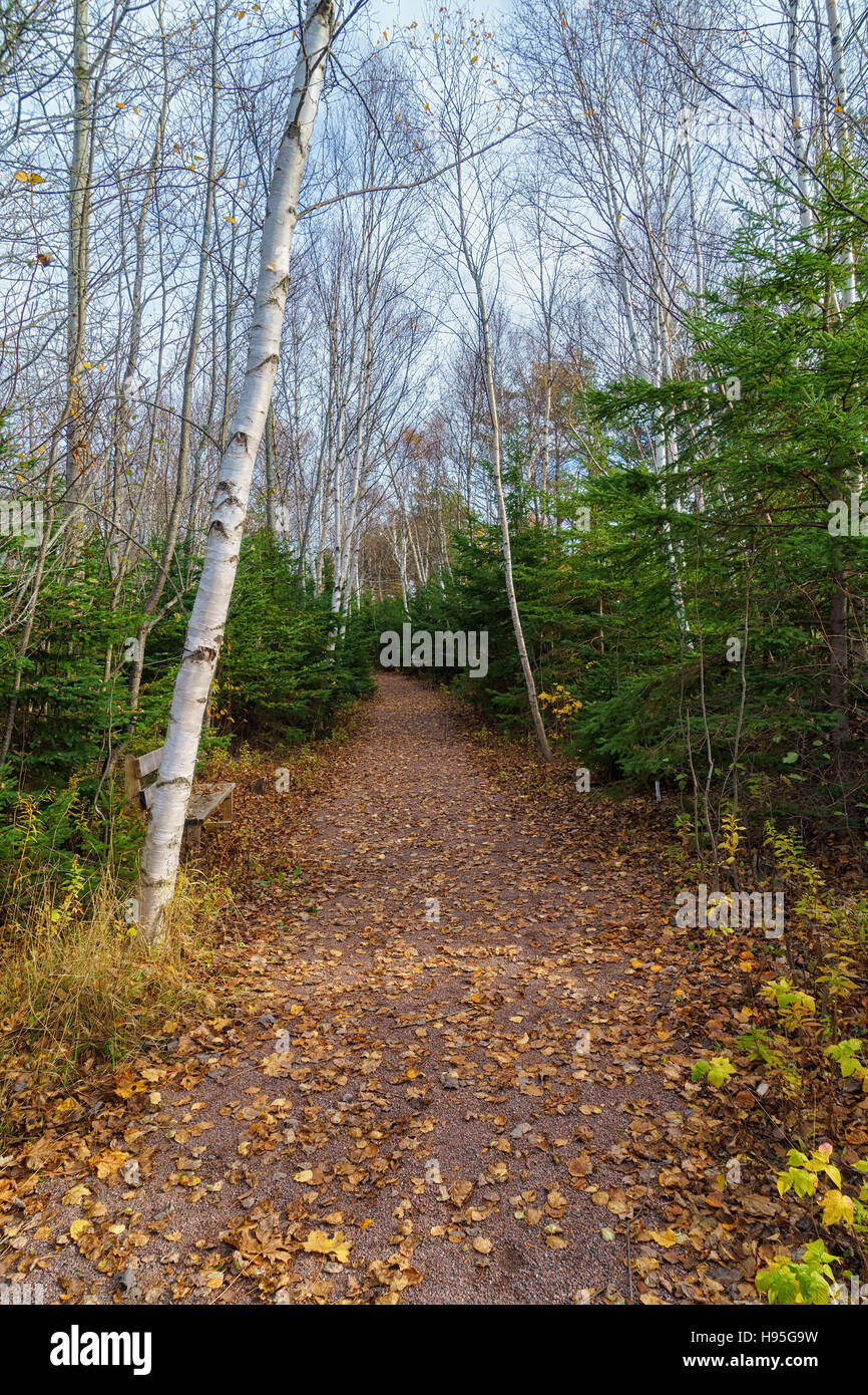 Forest path through rural Prince Edward Island, Canada. Stock Photo