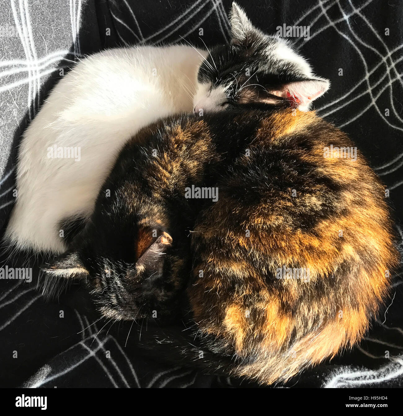 Two cats curled up together on blanket Stock Photo