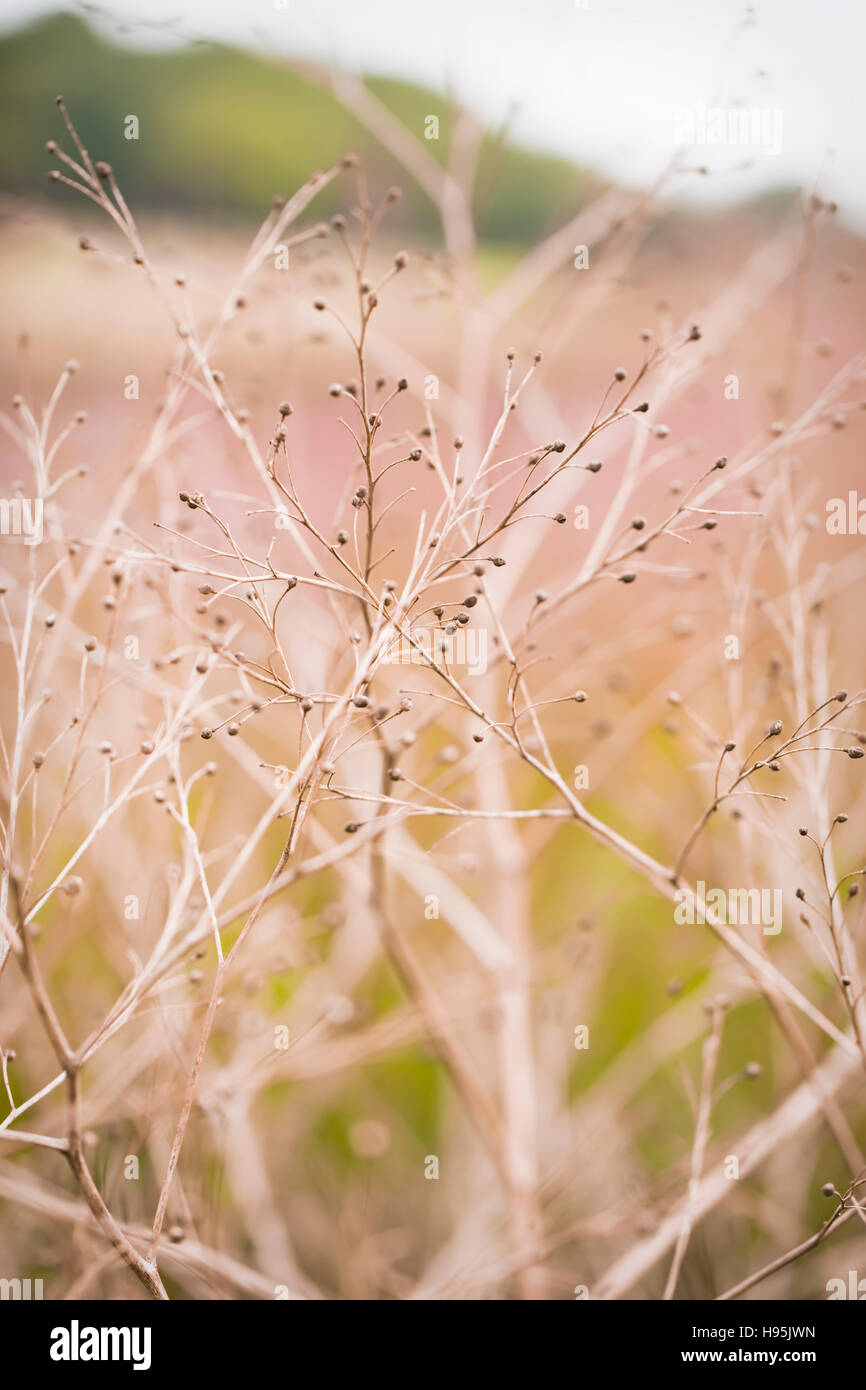 Sporobolus heterolepsis (Prairie Dropseed), Oudolf Field, Hauser & Wirth, Somerset, UK. September, Designer Piet Oudolf. Stock Photo