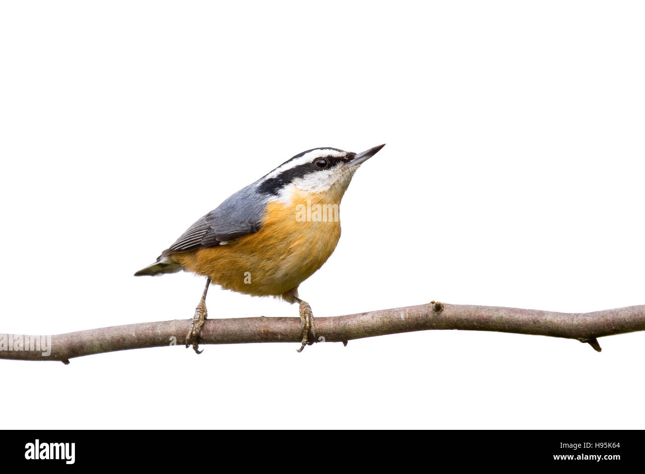 Red-breasted nuthatch perched on a branch in search of food; isolated on a white background Stock Photo