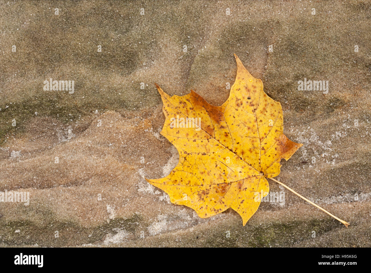 Glistening like small diamonds, the loose grains of a sandstone boulder surround an autumn maple leaf. Stock Photo