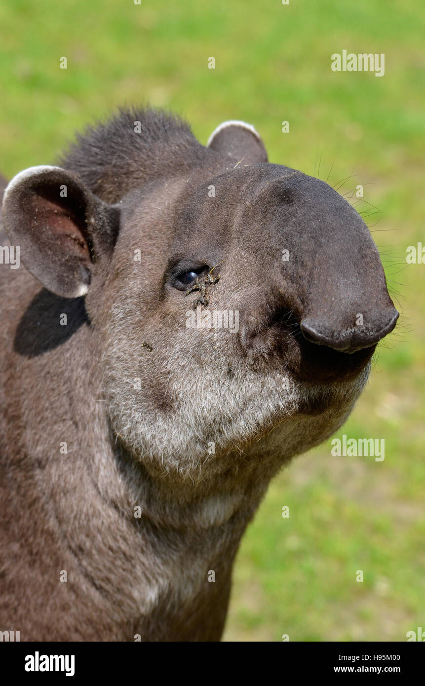 Portrait of south American tapir (Tapirus terrestris) with flies around the eye Stock Photo