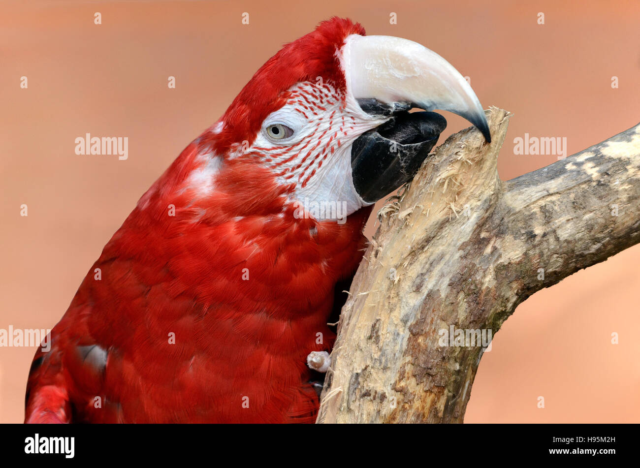 Portrait of macaw (Ara chloroptera or chloropterus) on branch on brown background Stock Photo