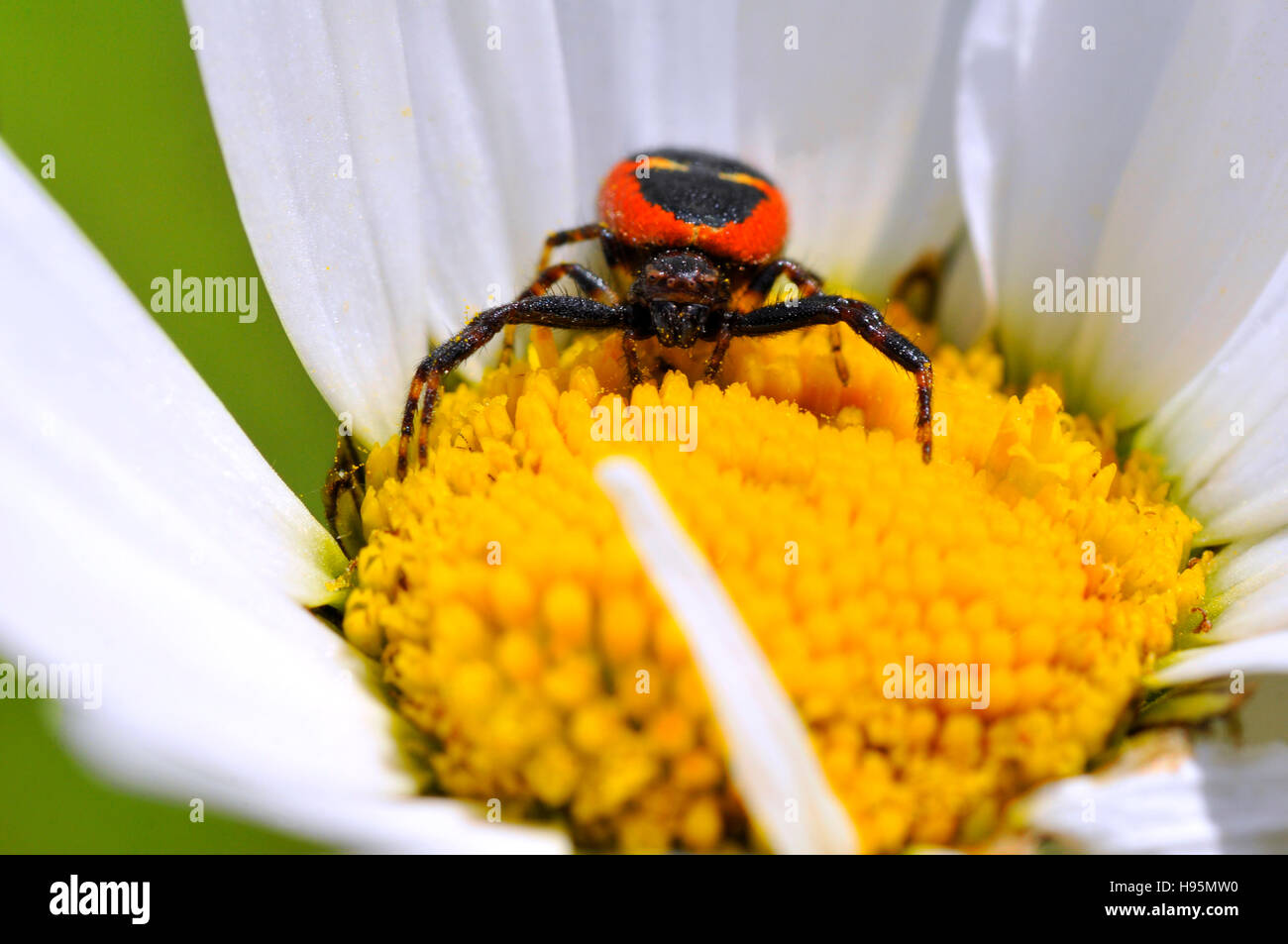 Macro of front black and red crab spider on the yellow heart of a daisy flower Stock Photo