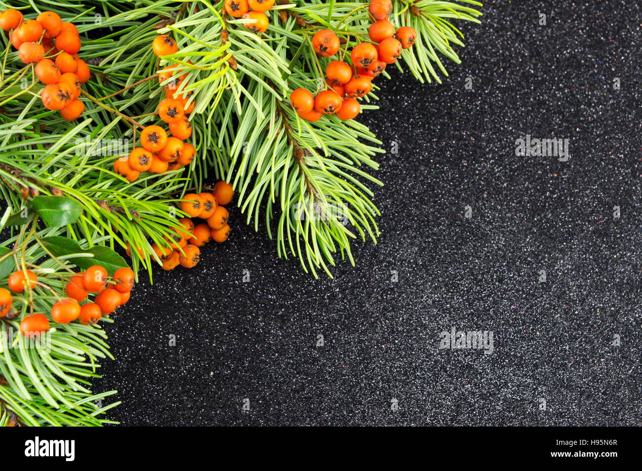 Mistletoe and fir tree on dark shiny background. Christmas time Stock Photo