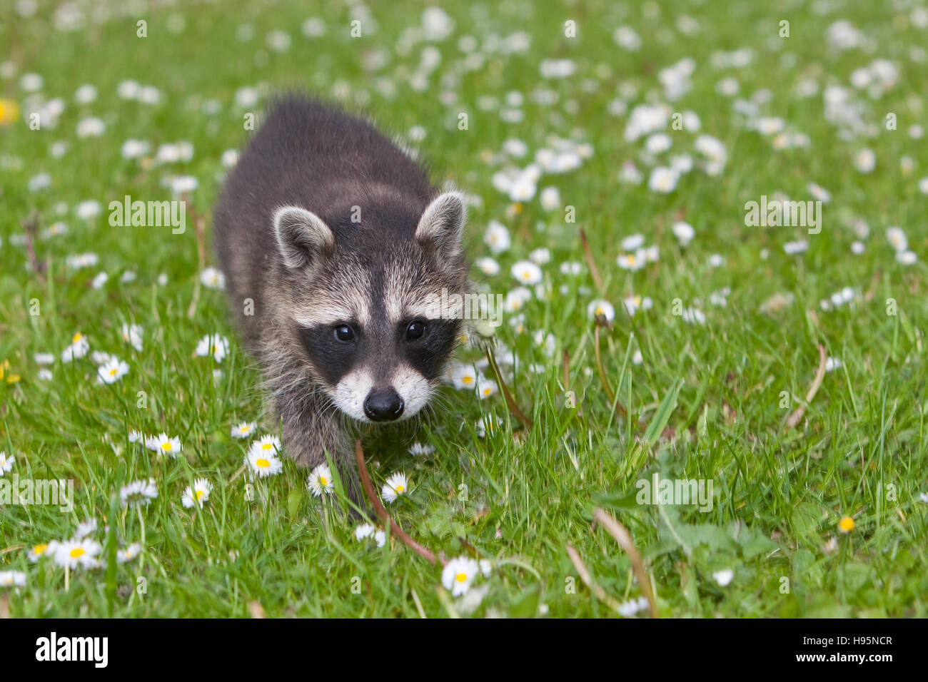 Wunderbar Waschbr Im Garten Anzeichen Fotos