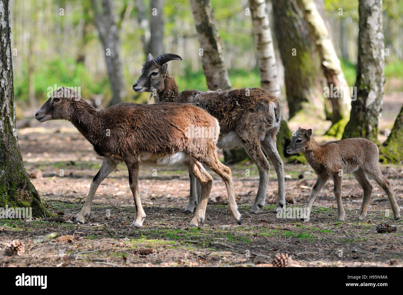 Couple of mouflon of corsican (Ovis aries orientalis) with a young in the forest Stock Photo