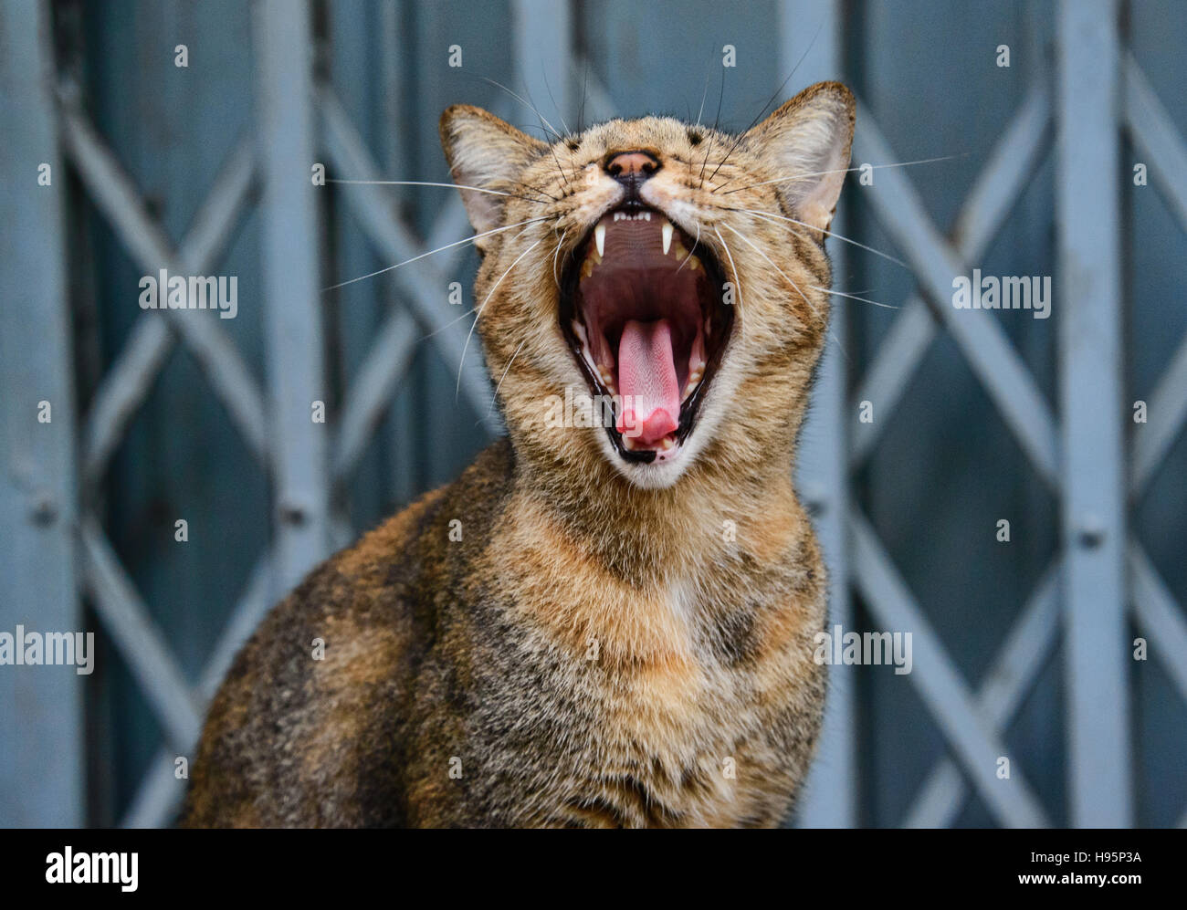 Yawning cat in Bangkok, Thailand Stock Photo Alamy