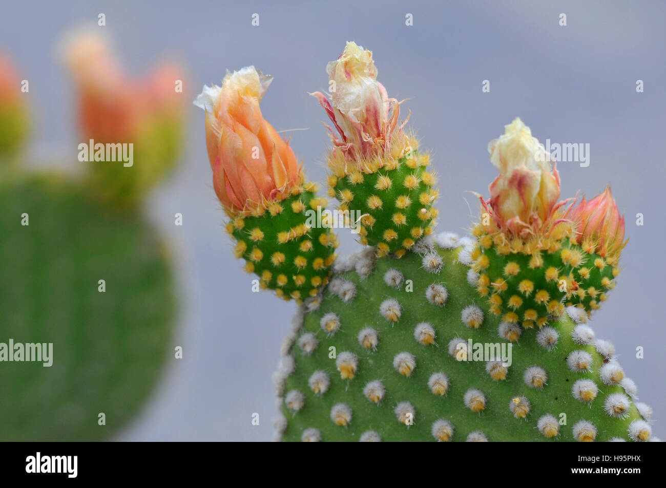 Closeup of Opuntia ficus-indica cactus at the Canary in Tenerife Stock Photo