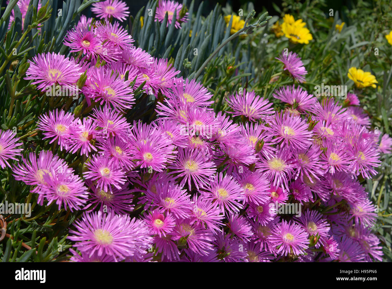 Closeup purple daisies of genus ficoides in Italy Stock Photo