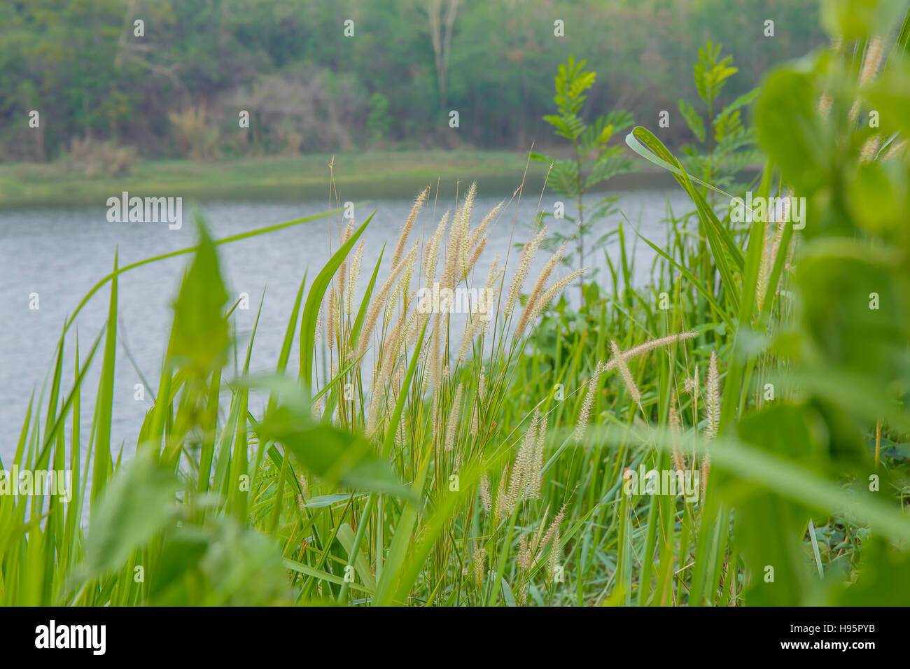 Close up Poaceae grass flower countryside of thailand Stock Photo