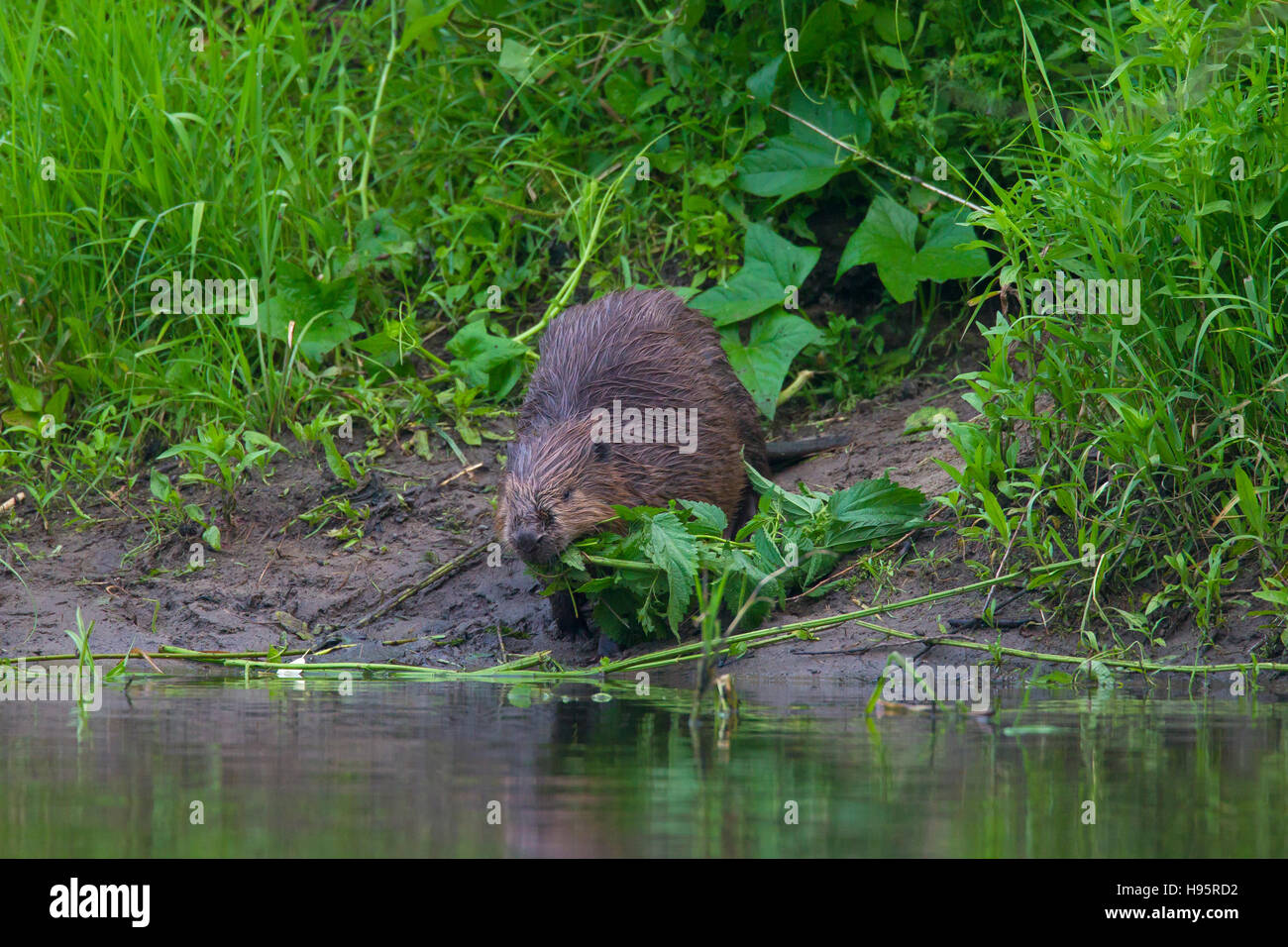 Eurasian beaver / European beaver (Castor fiber) on riverbank dragging vegetation with leaves for food cache to water Stock Photo