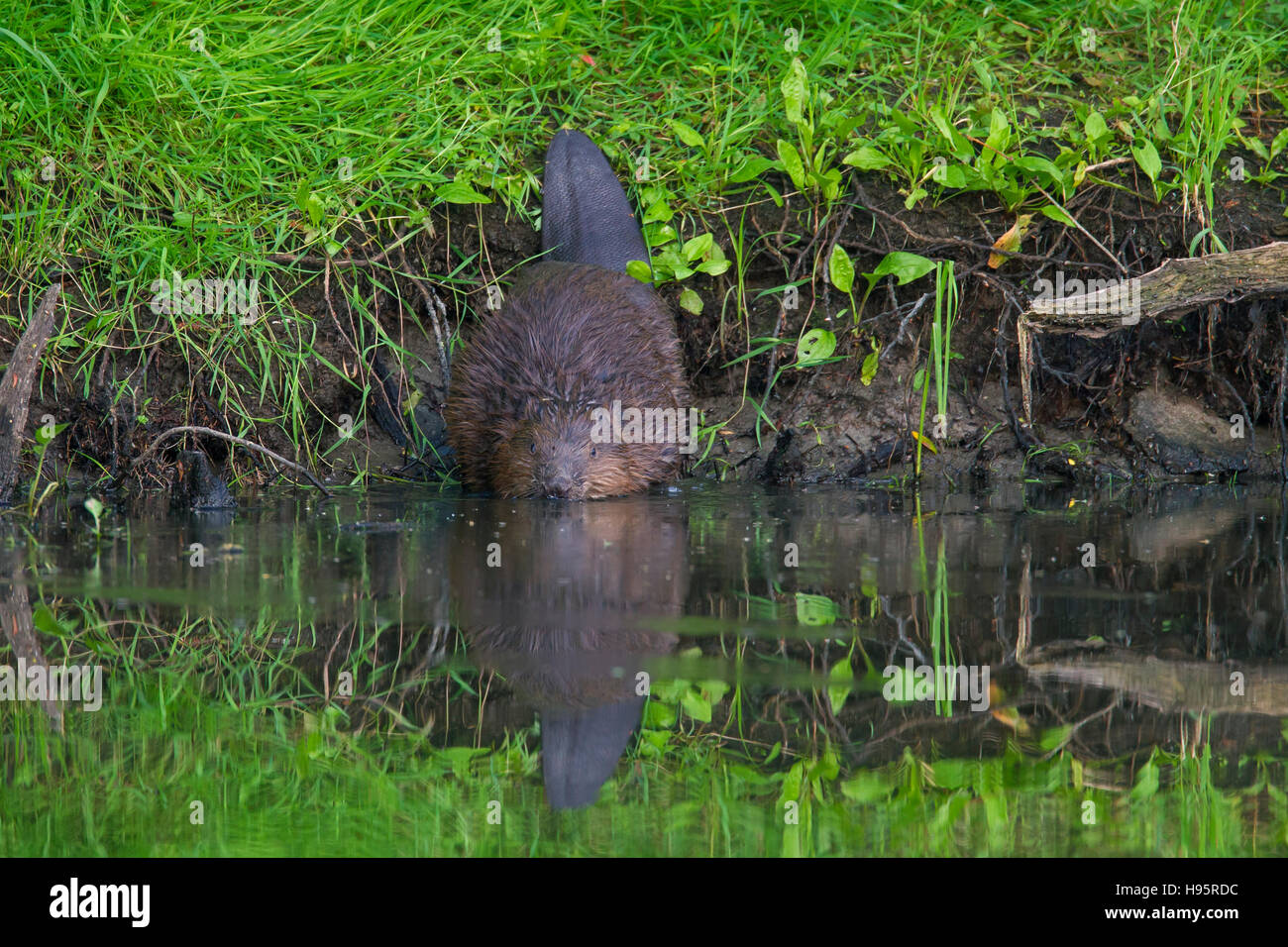Eurasian beaver / European beaver (Castor fiber) on river bank entering