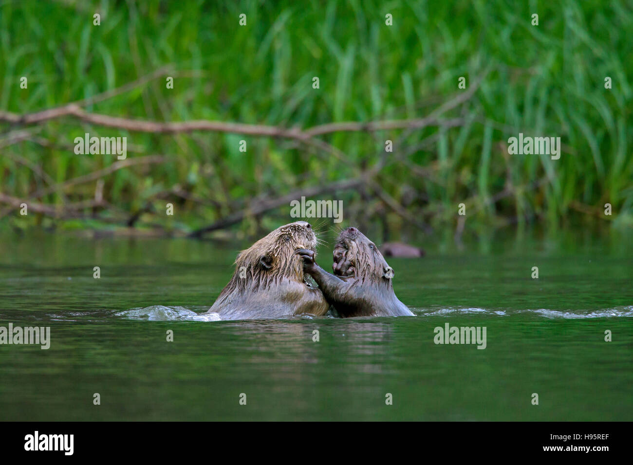 Eurasian beavers uk hires stock photography and images Alamy