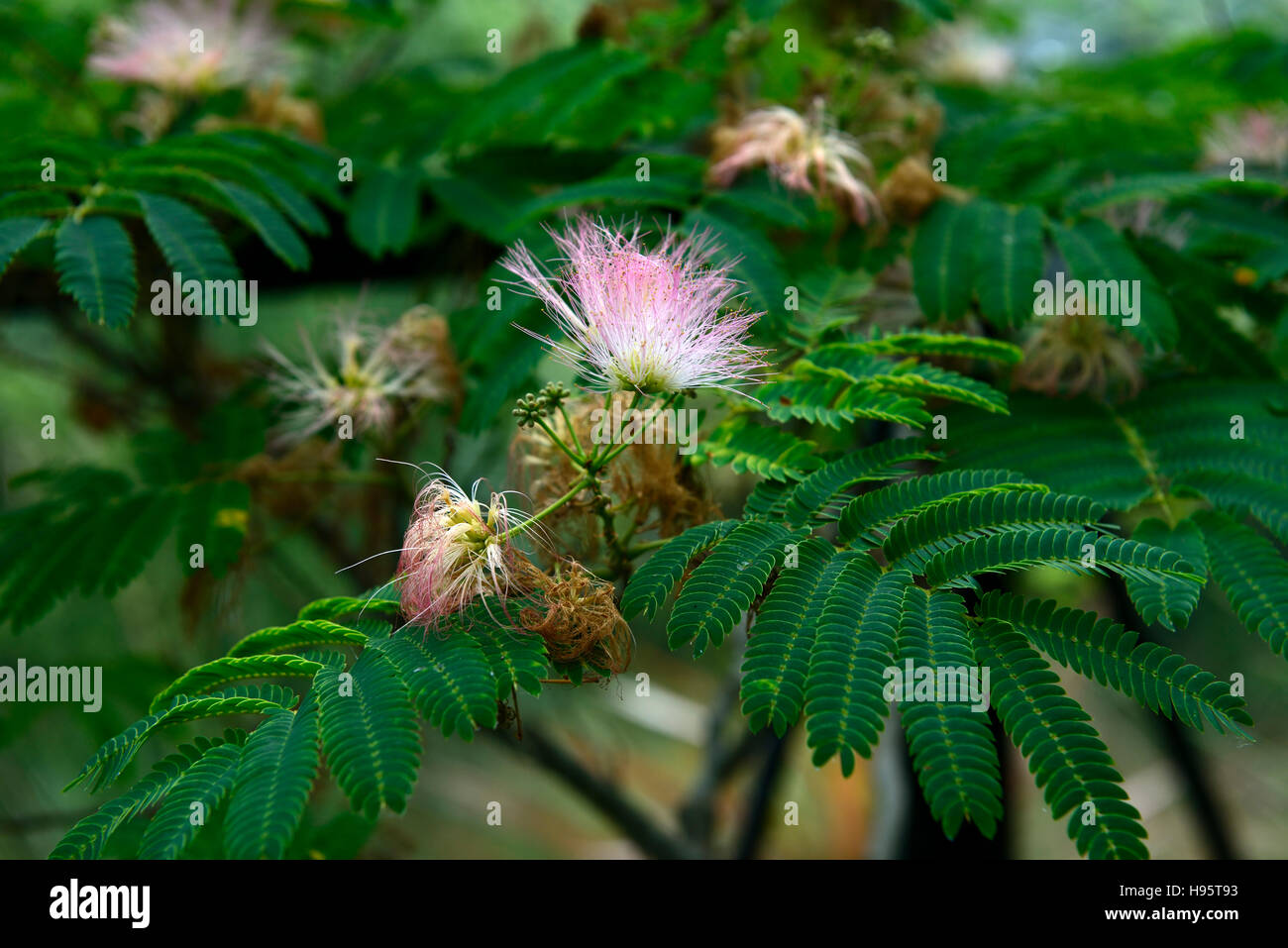 silk plant tree trees leaves foliage pink flower flowers