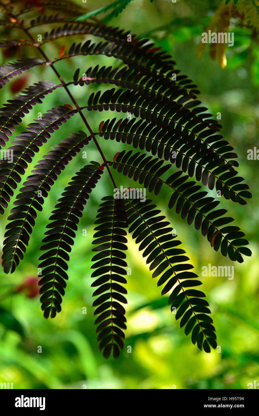 albizia summer chocolate silk tree trees leaves foliage exotic tender plant backlit RM Floral Stock Photo