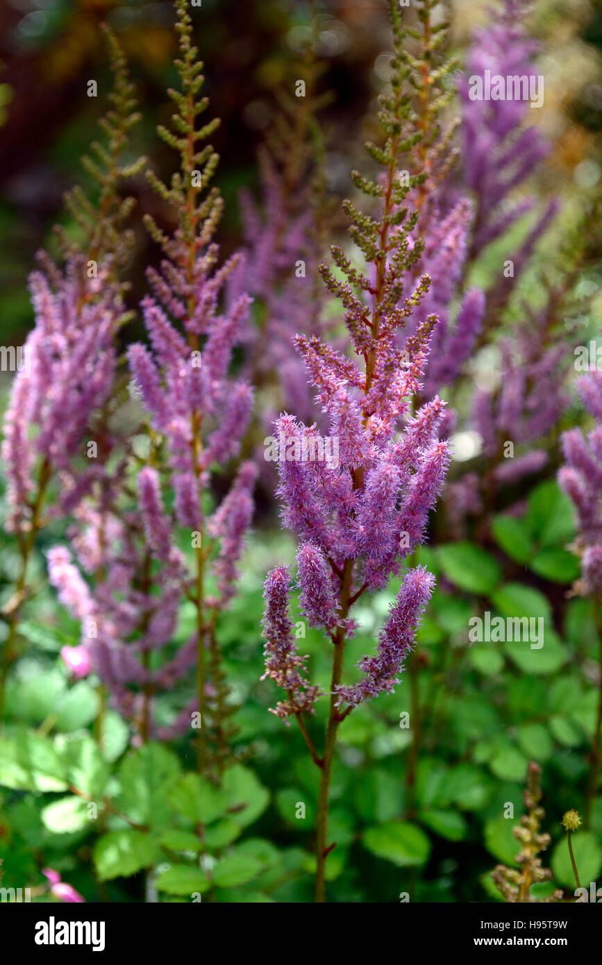 Astilbe chinensis purple flowers flower flowering spike inflorescence garden display RM Floral Stock Photo