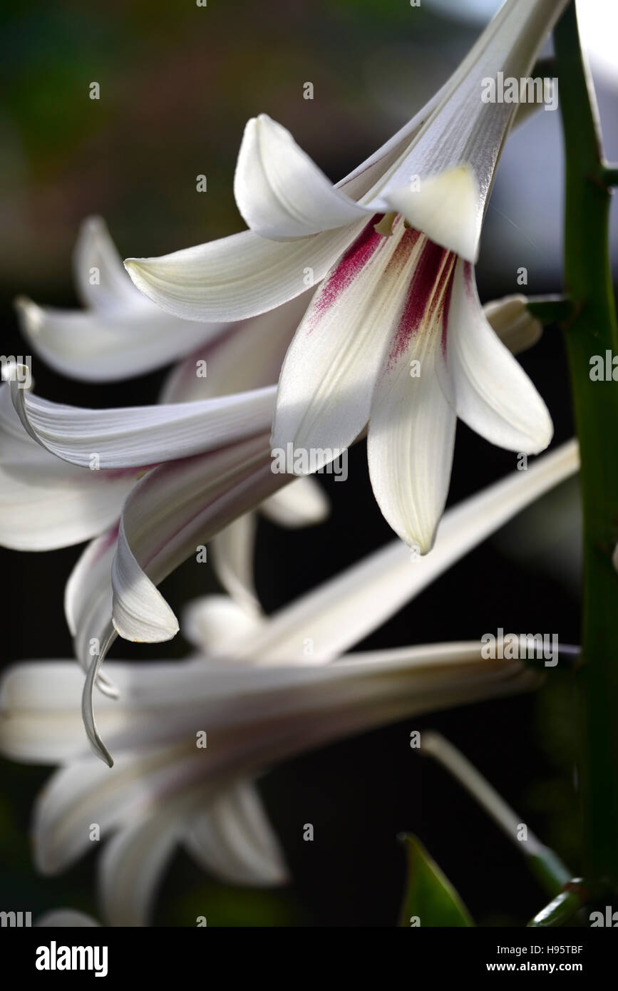 cardiocrinum giganteum flower flowers garden giant himalayan lily lilies bulb plant shade shelter wood woodland RM Floral Stock Photo