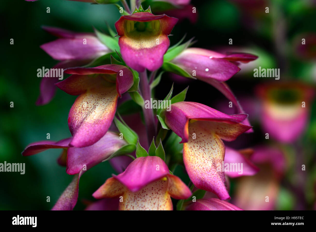 digitalis illumination pink foxgloves foxglove sterile hybrid