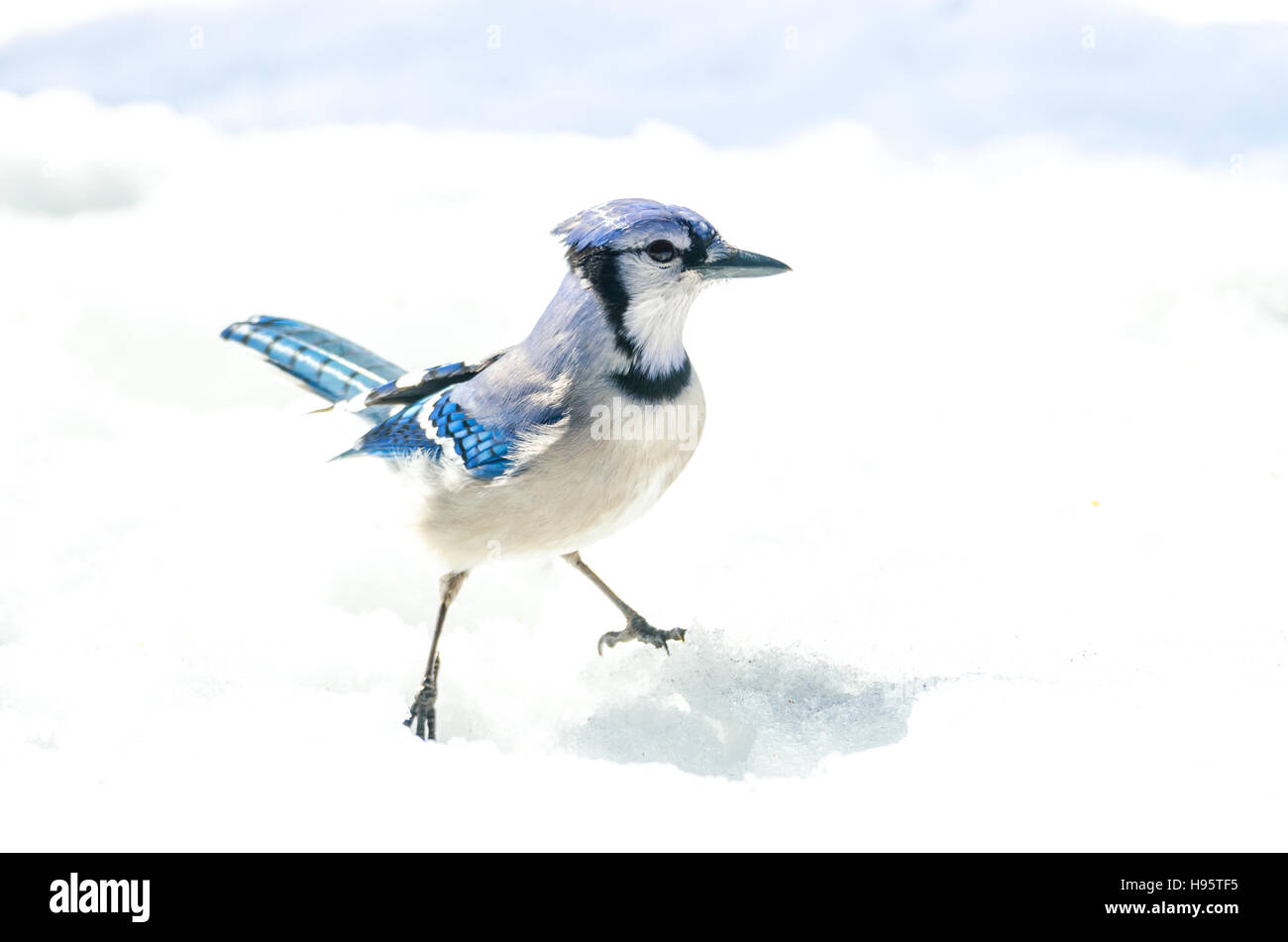 Blue Jay with attitude, (Cyanocitta cristata) handsome specimen, straddle, standing akimbo alertly in crystal snow. Stock Photo
