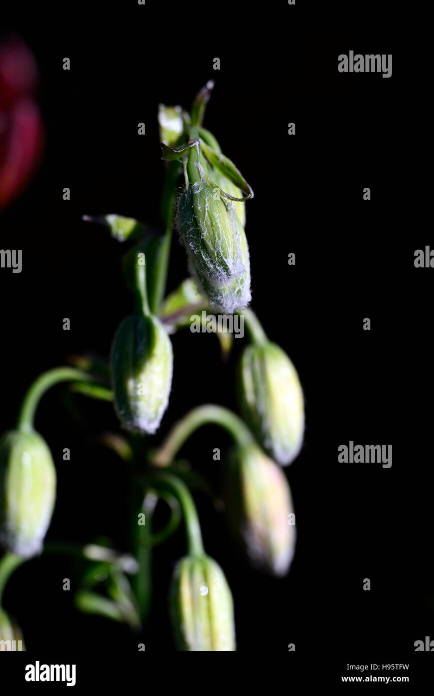 Lilium Martagon Lilit fluffy furry flower bud lily lillies unopened flowers perennial summer shade shady turks cap RM Floral Stock Photo