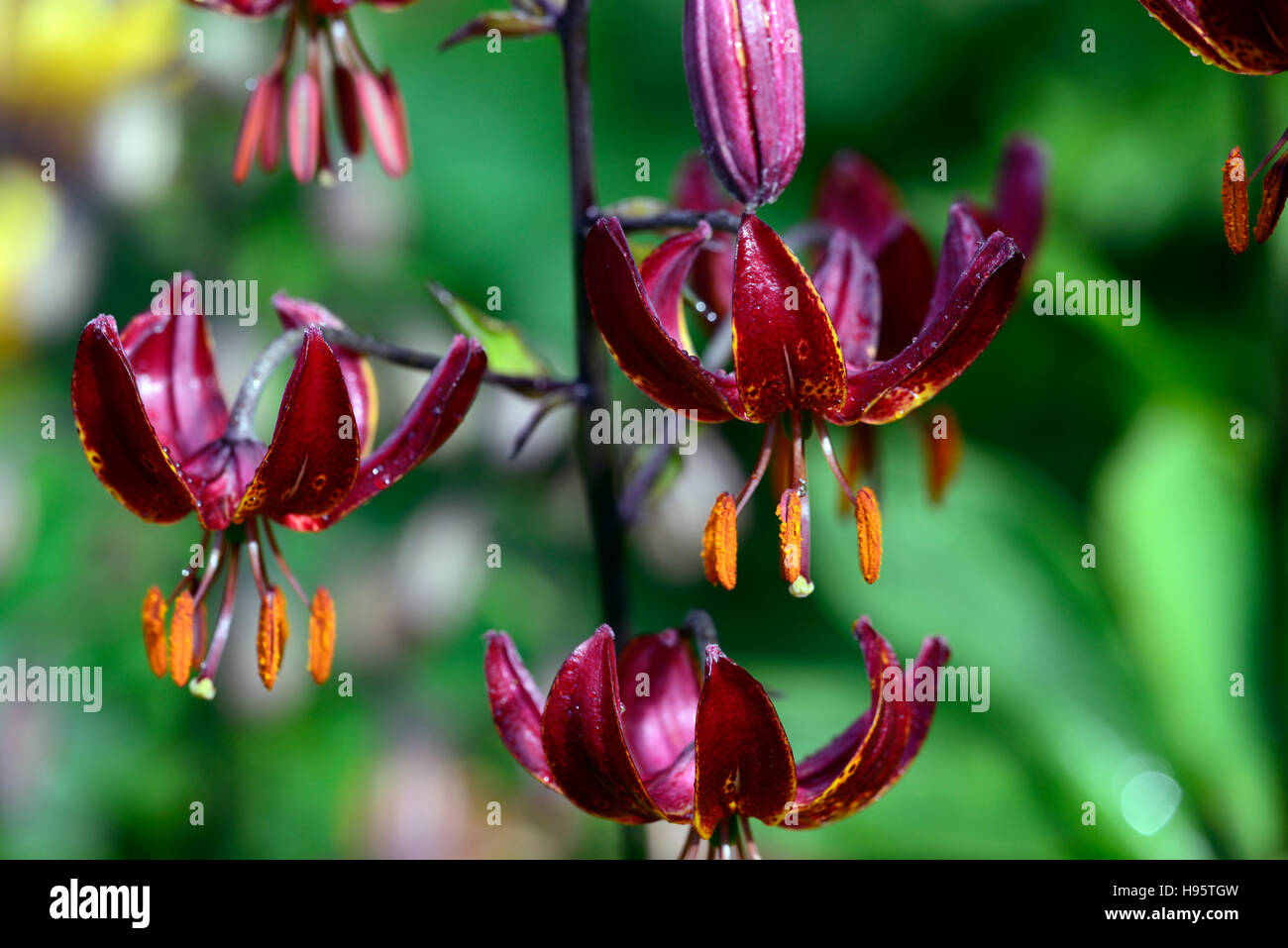 Lilium Martagon Claude Shride lily lillies red maroon flower flowers perennial summer shade shady turks cap RM Floral Stock Photo