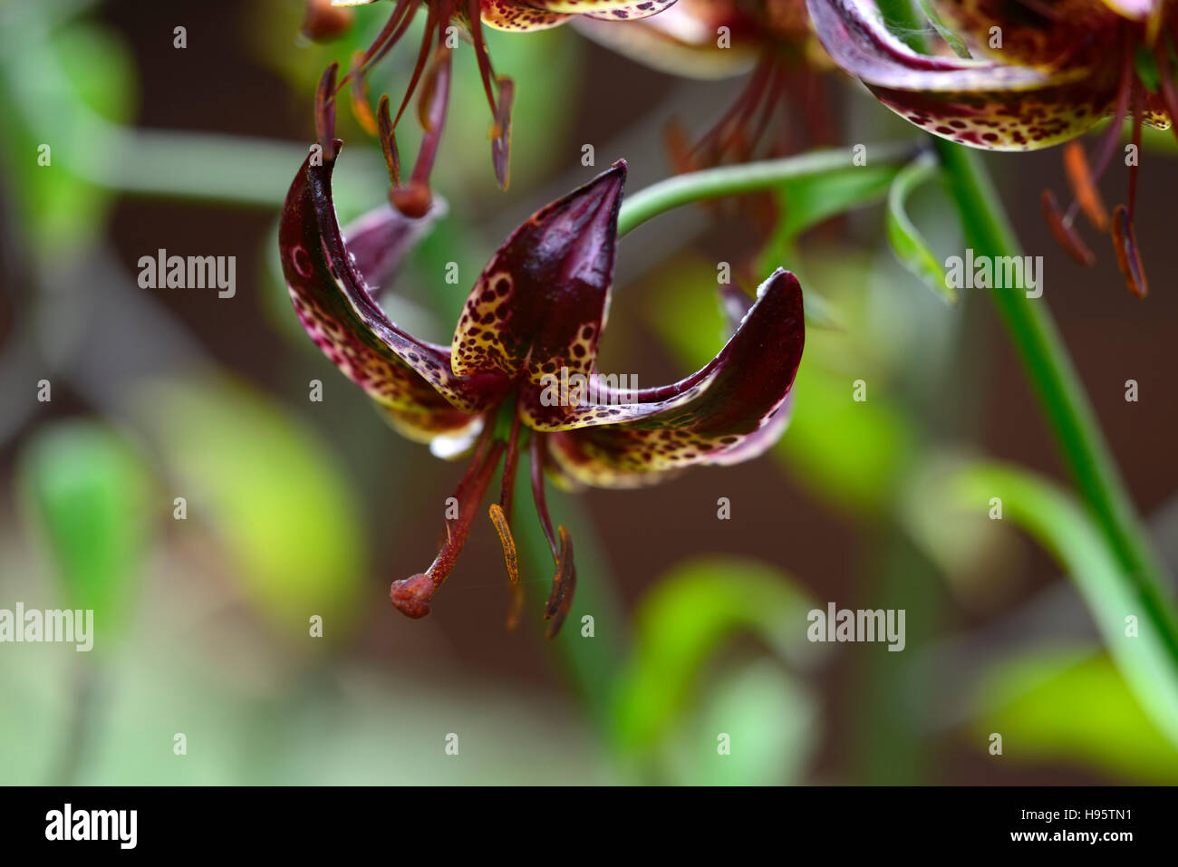 Lilium Martagon Lilit lily lillies red hybrid spotted speckled flower flowers perennial shade shady turks cap RM Floral Stock Photo