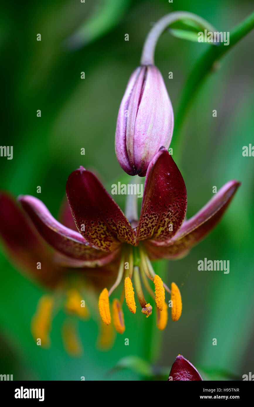 Lilium Martagon Manitoba Morning lily lillies red spotted speckled flower flowers perennial shade shady turks cap RM Floral Stock Photo