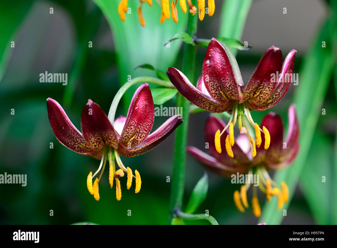 Lilium Martagon Manitoba Morning lily lillies red spotted speckled flower flowers perennial shade shady turks cap RM Floral Stock Photo