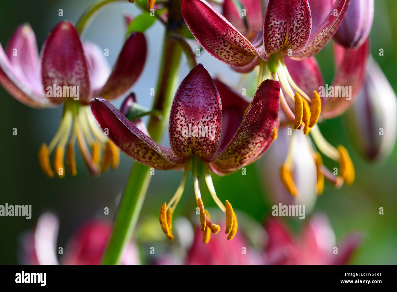 Lilium Martagon Russian Morning lily lillies red flower flowers perennial summer shade shady turks cap RM Floral Stock Photo
