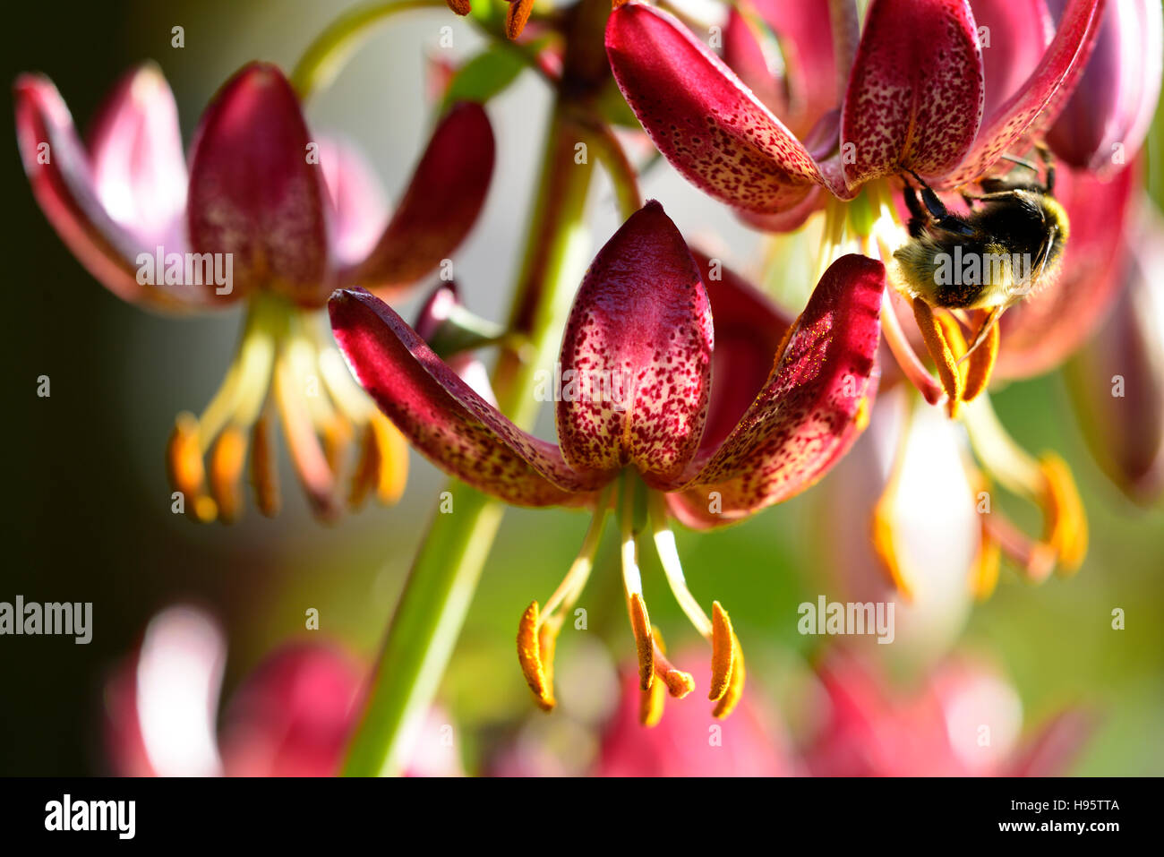 Lilium Martagon Russian Morning lily lillies red flower flowers perennial summer shade shady turks cap RM Floral Stock Photo