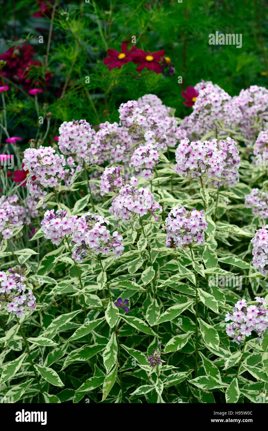 Phlox paniculata Norah Leigh pink flowers flower variegated foliage flowering late summer autumn colour color RM Floral Stock Photo