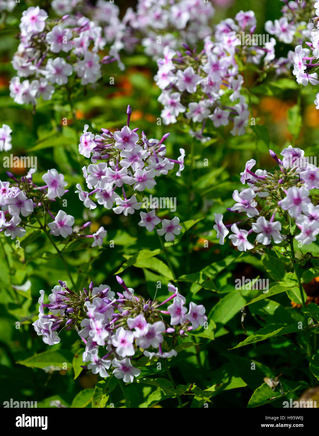 phlox paniculata white eye flame pink purple flower flowers flowering display displays garden late summer early autumn RM Floral Stock Photo