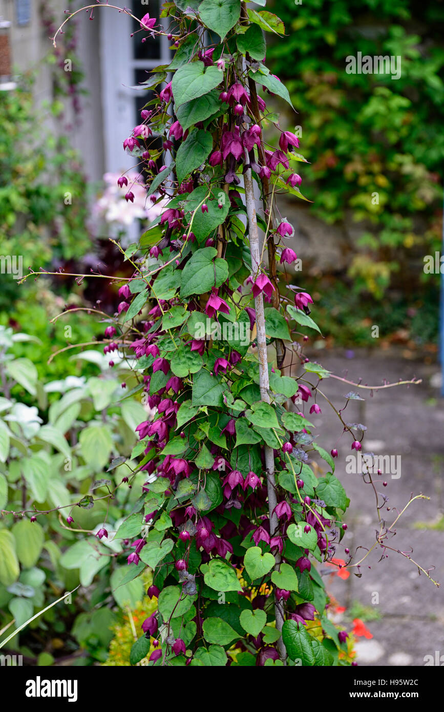 Rhodochiton atrosanguineus purple bell vine vines climber creeper train trained bamboo tripod wigwam flower flowers flowering Stock Photo