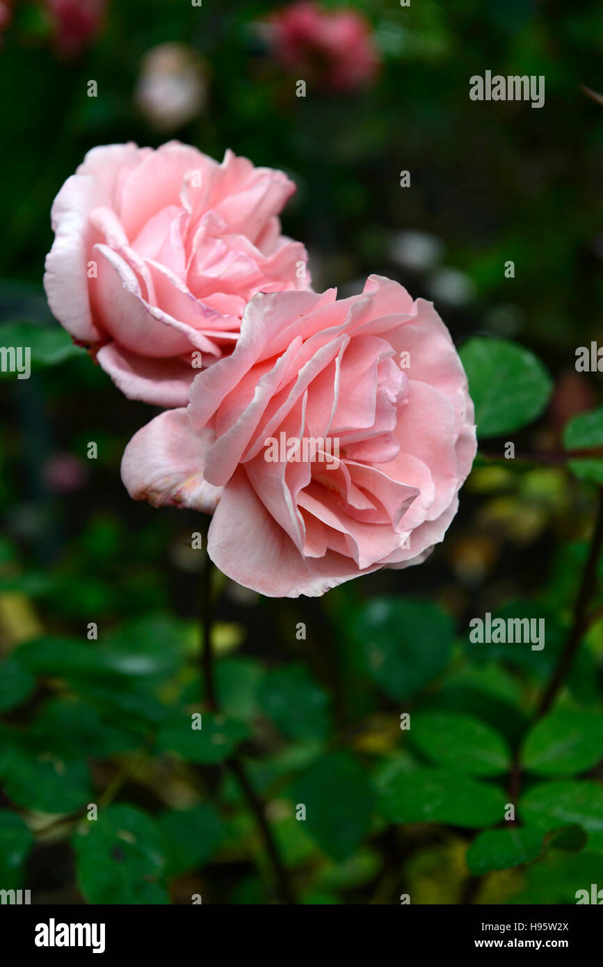rosa blessings rose flower Hybrid Tea salmon pink flowering flowers fragrant scented RM Floral Stock Photo