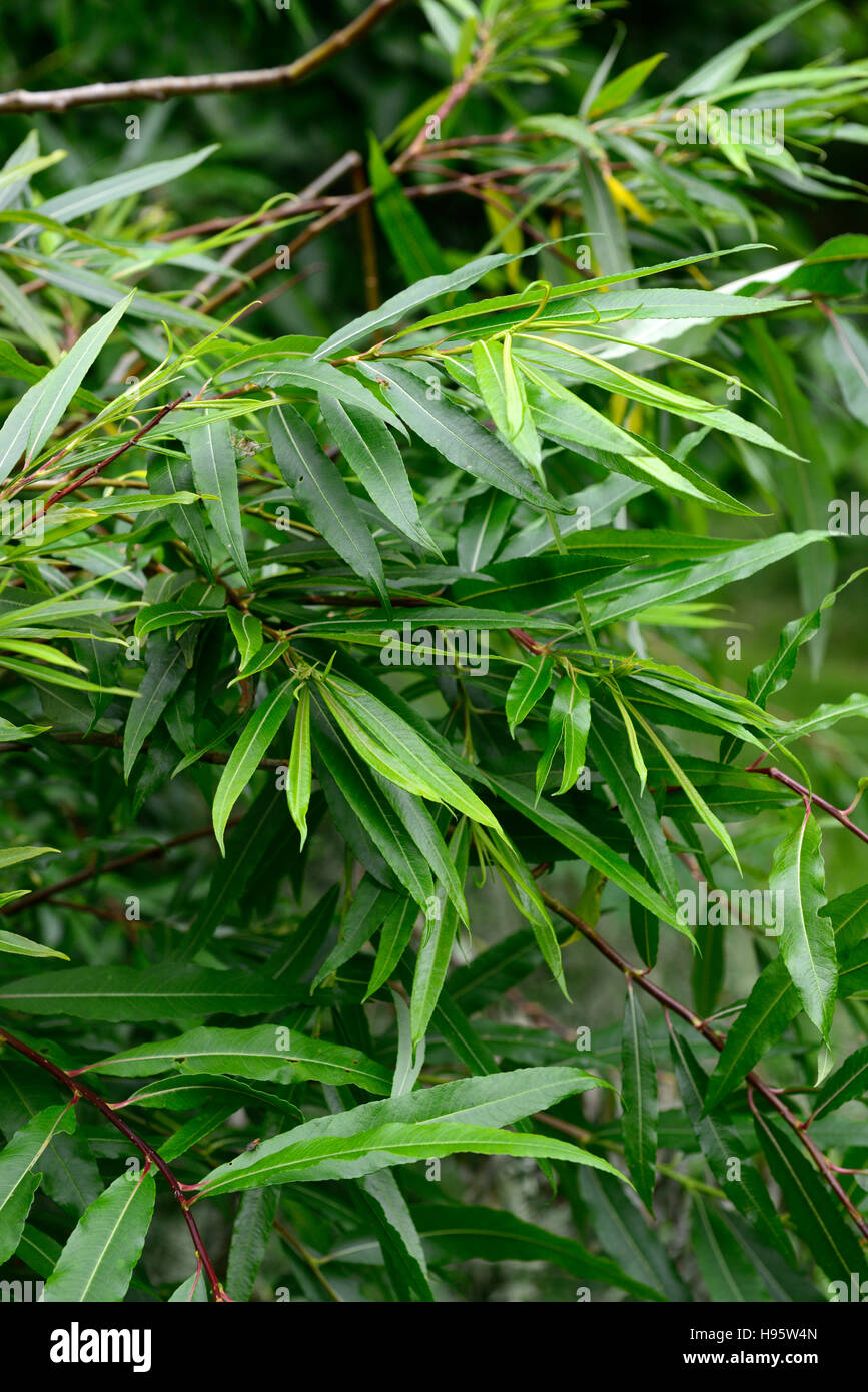 salix sachalinensis sekka japanese fantail willow willows green leaves foliage RM Floral Stock Photo