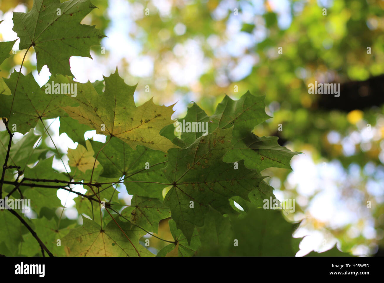 leaves on sky background Stock Photo - Alamy