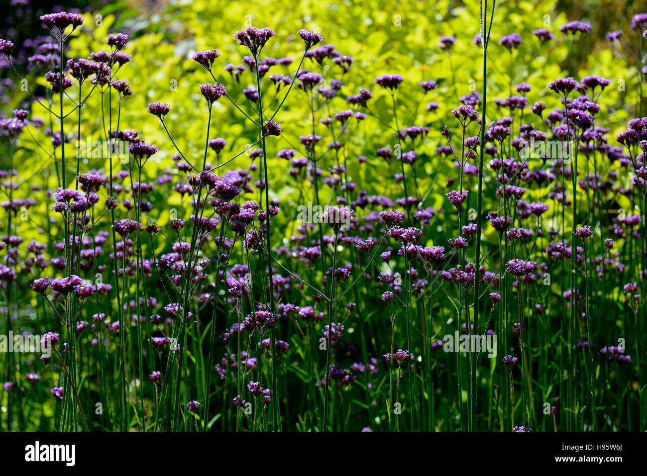 Verbena bonariensis hi-res stock photography and images - Alamy