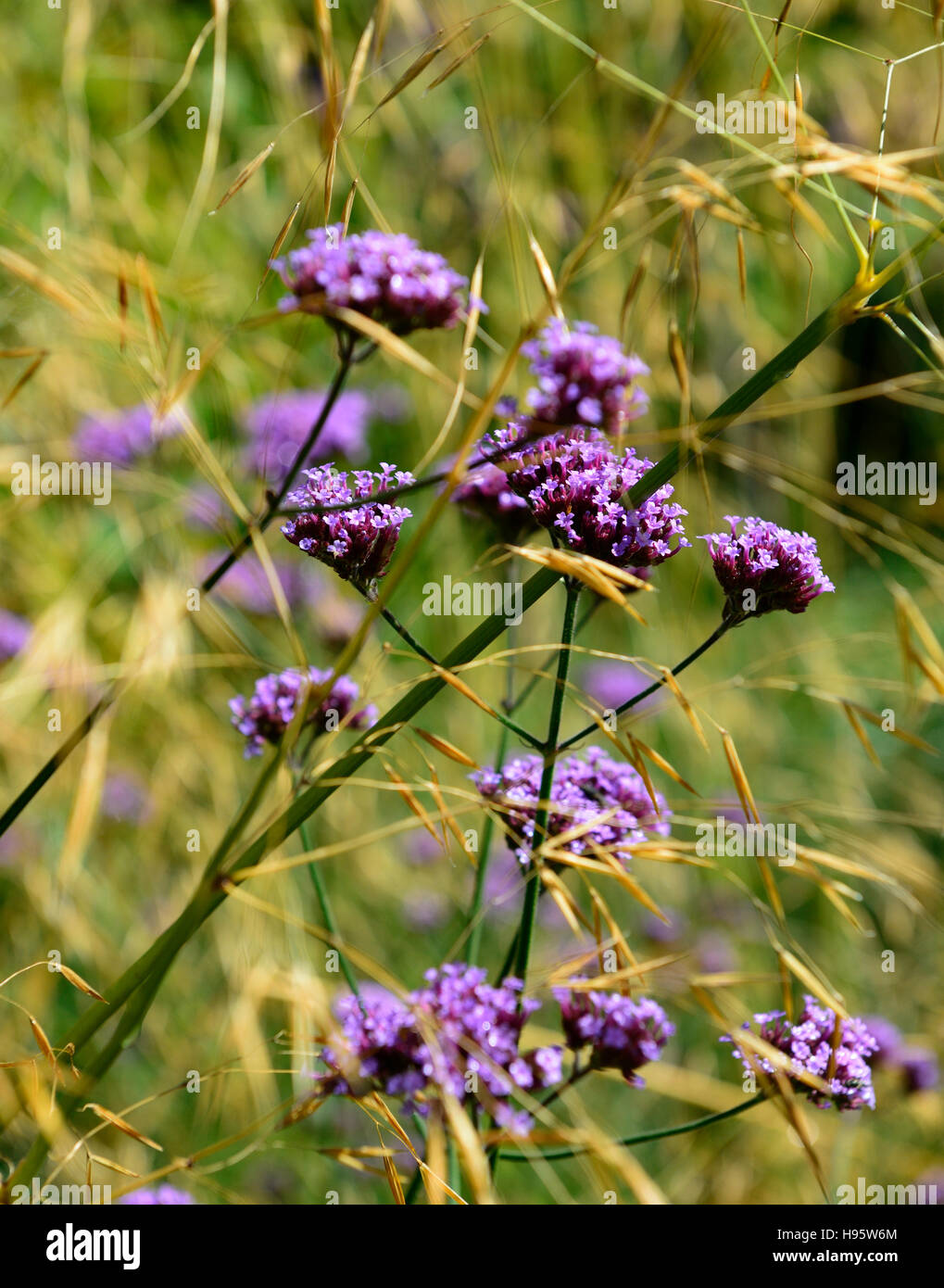verbena bonariensis stipa tenuissima tall perennial purple flower flowers grass grasses mixed planting prairie style RM Floral Stock Photo