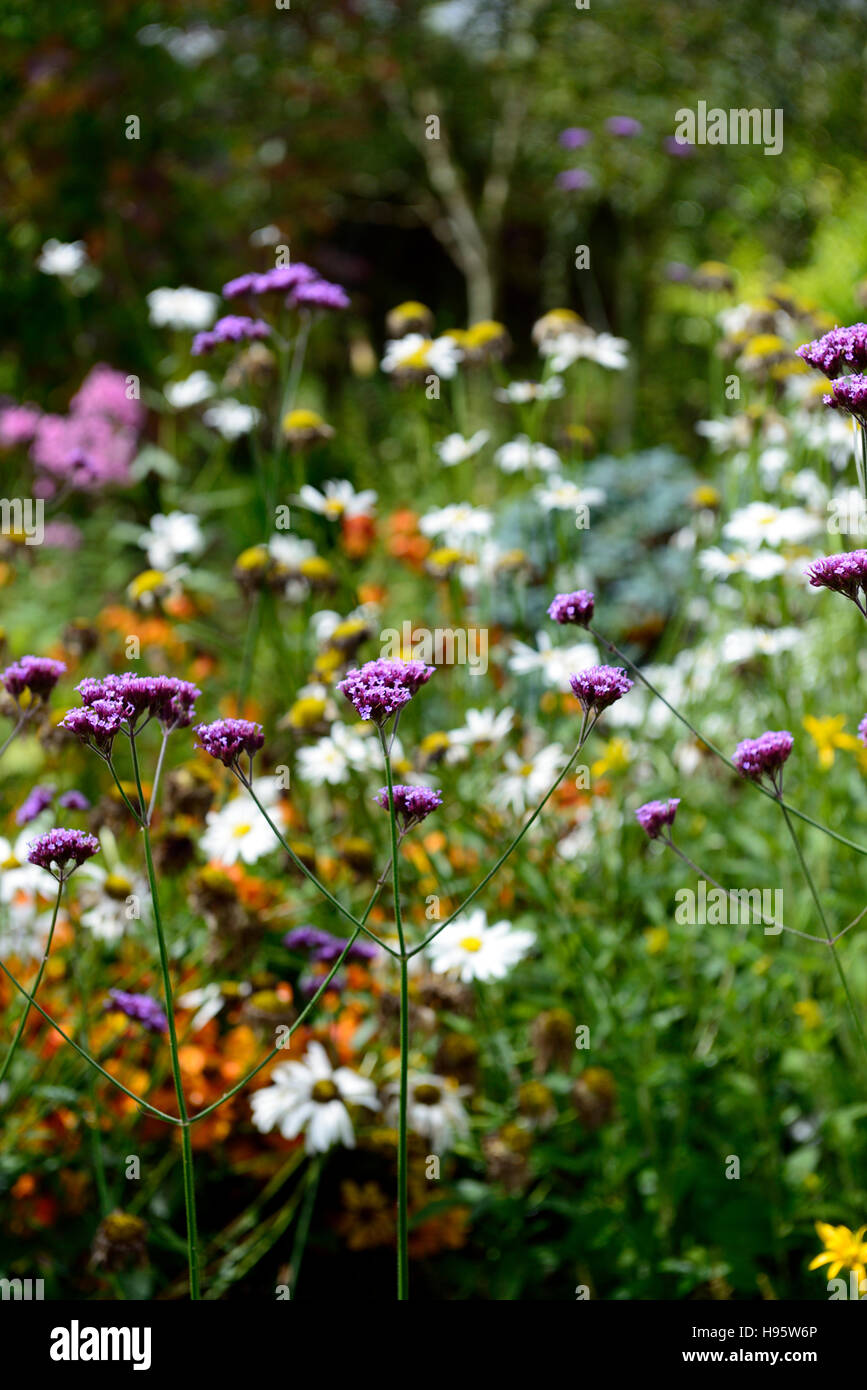 Verbena bonariensis border hi-res stock photography and images - Alamy
