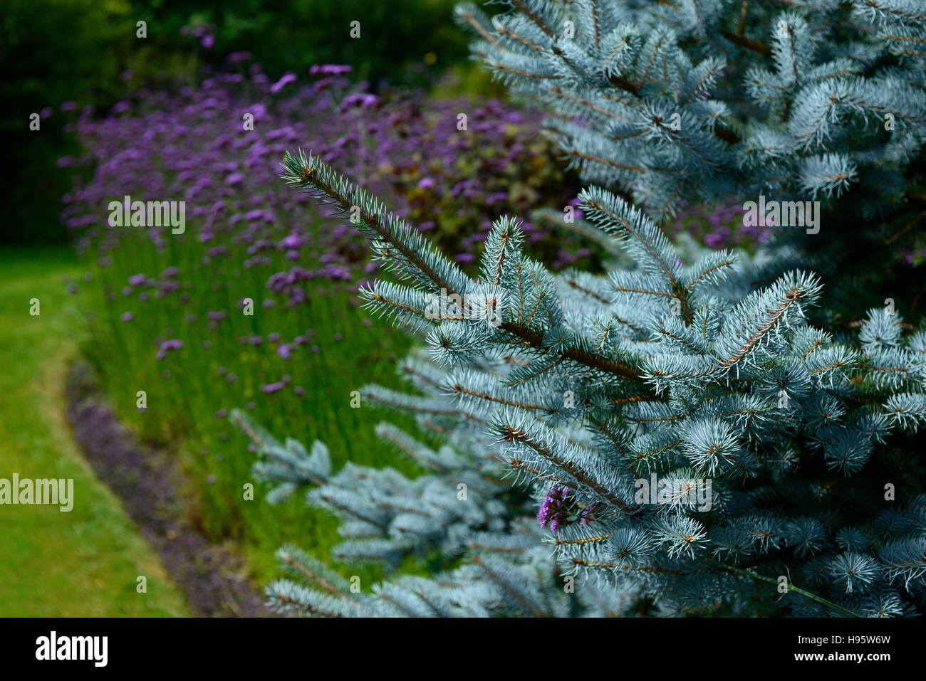Picea pungens Colorado blue spruce verbena bonariensis purple flower flowers flowering RM Floral Stock Photo