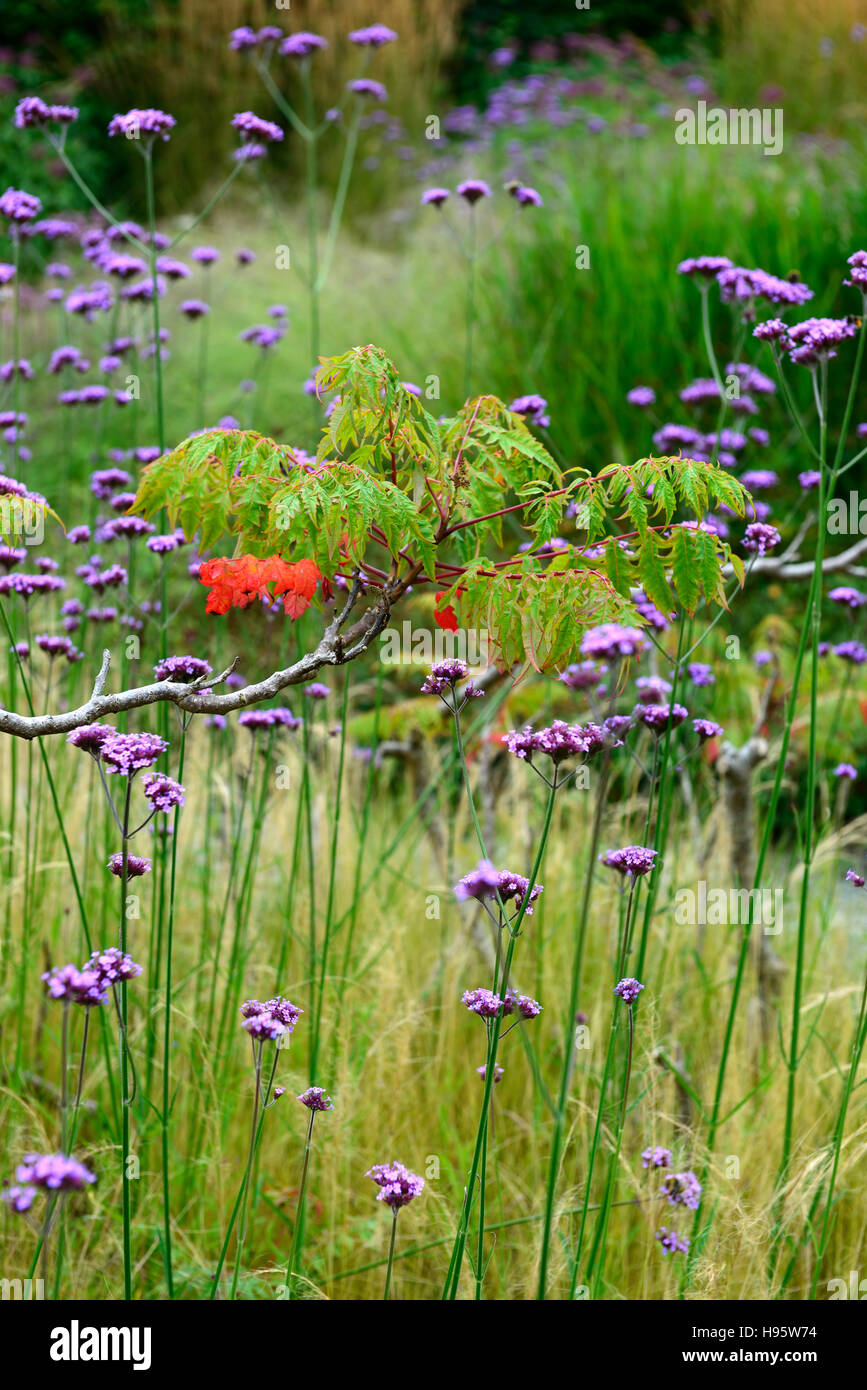 verbena bonariensis stipa tenuissima tall perennial purple flower flowers grass grasses mixed planting prairie style RM Floral Stock Photo