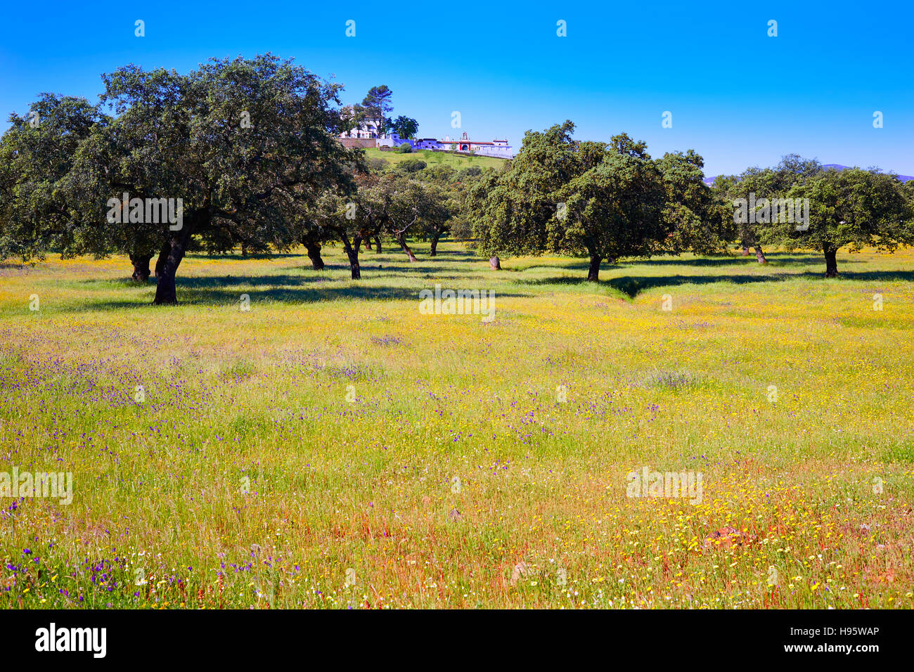 Dehesa grassland by via de la Plata way of Spain in Andalusia Stock Photo